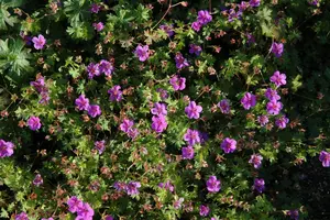 geranium hybr. 'dilys' P9