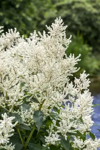 aruncus dioicus P11 - afbeelding 1