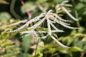 aruncus dioicus P11 - afbeelding 2