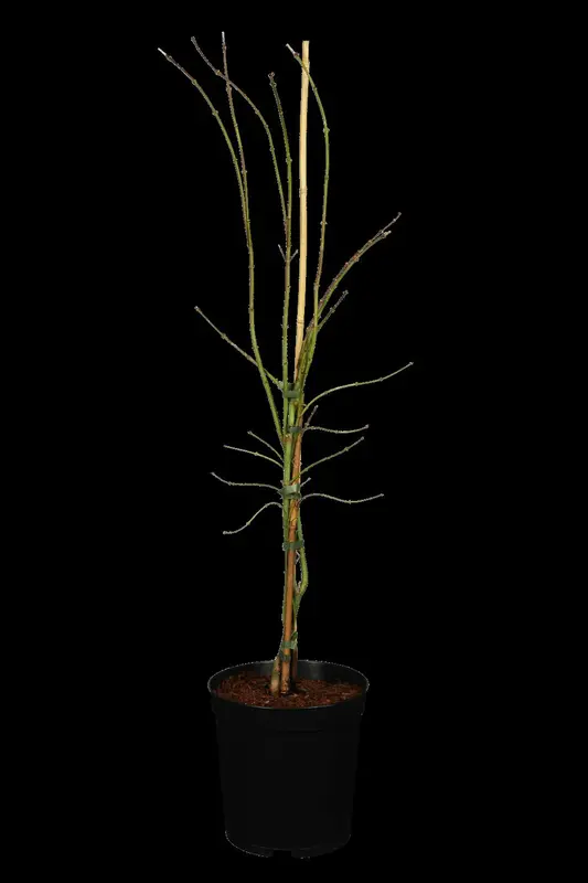 acer palm. 'dissectum' (60- 80cm) - afbeelding 1