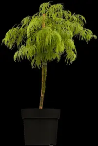 acer palm. 'dissectum' C20 - afbeelding 3