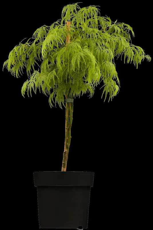 acer palm. 'dissectum' (40- 50cm) - afbeelding 3