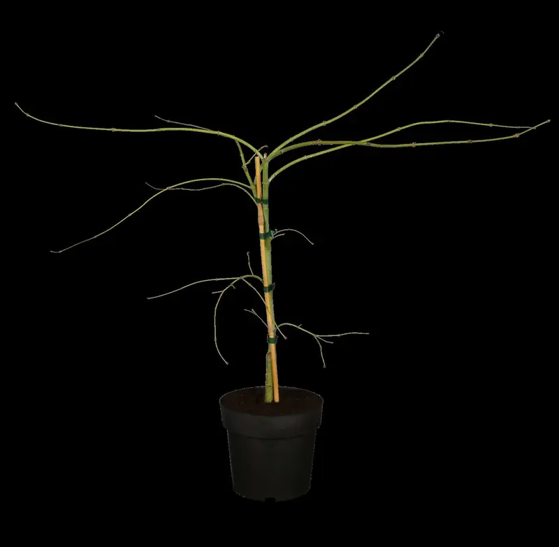 acer palm. 'dissectum' (40- 50cm) - afbeelding 2