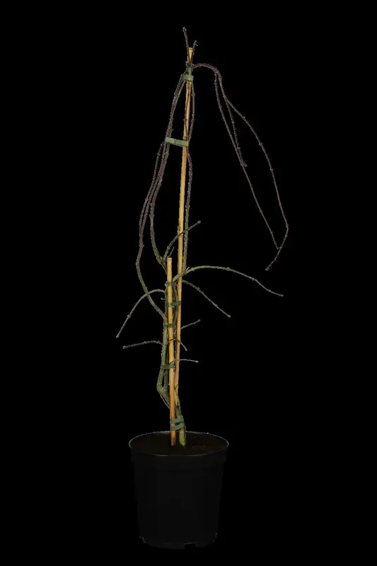 acer palm. 'garnet' ('dissect. garnet') (40- 50cm) - afbeelding 1