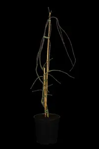 acer palm. 'garnet' ('dissect. garnet') (100-125 cm) C35 - afbeelding 1