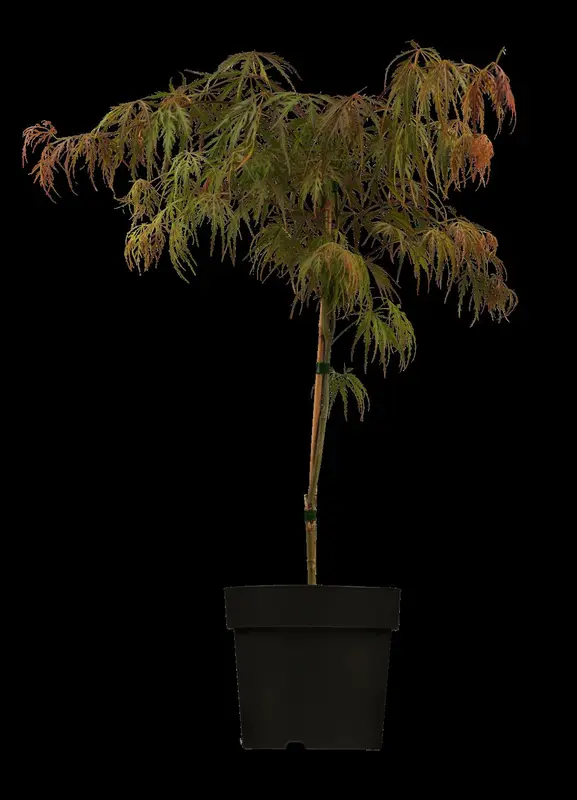 acer palm. 'garnet' ('dissect. garnet') (100-125 cm) C35 - afbeelding 3