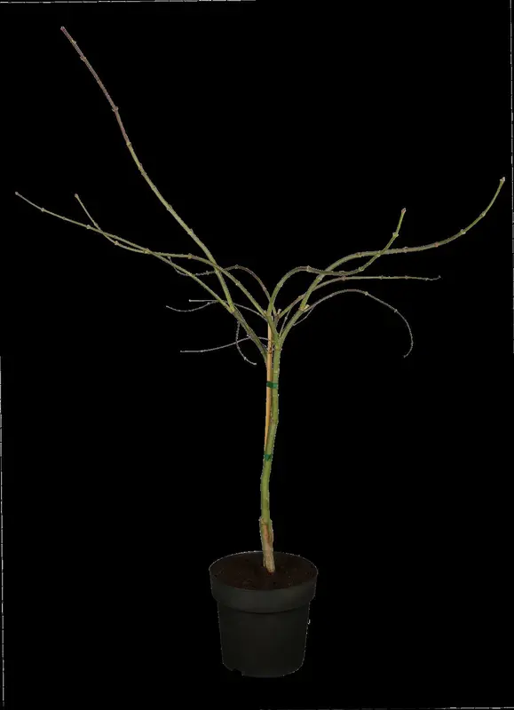 acer palm. 'garnet' ('dissect. garnet') (100-125 cm) C35 - afbeelding 2