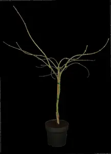 acer palm. 'garnet' ('dissect. garnet') (100-125 cm) C35 - afbeelding 2