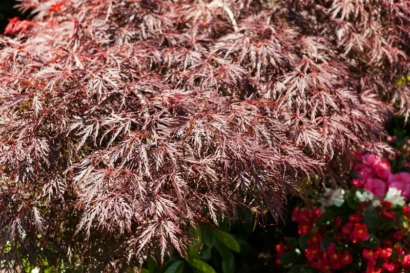 acer palm. 'garnet' ('dissect. garnet') C20 - afbeelding 5