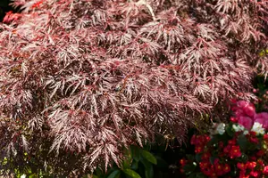 acer palm. 'garnet' ('dissect. garnet') (60- 80cm) - afbeelding 5