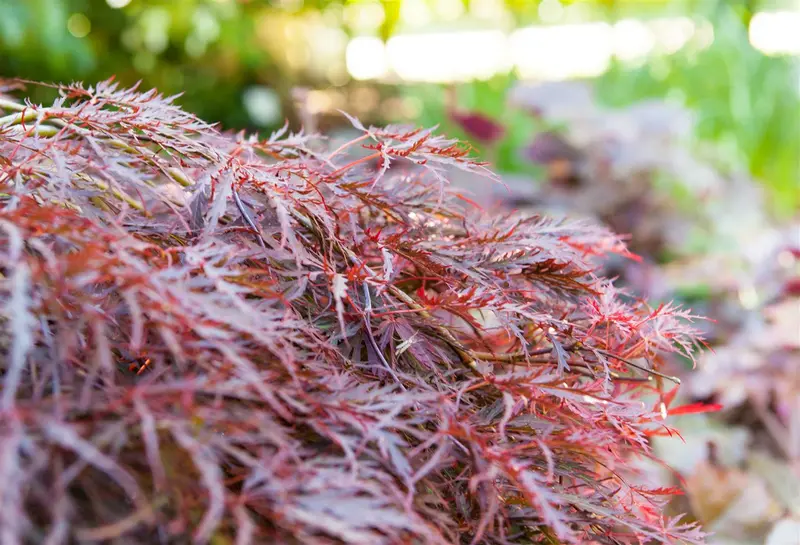 acer palm. 'garnet' ('dissect. garnet') (40- 50cm) - afbeelding 4