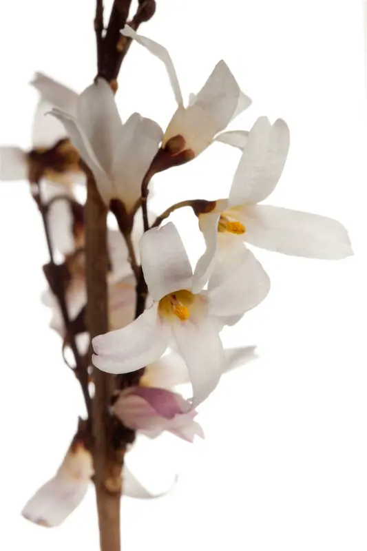 abeliophyllum distichum (30- 40cm) - afbeelding 2