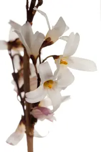 abeliophyllum distichum (150-175 cm) - afbeelding 2