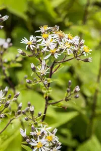 aster divaricatus P11 - afbeelding 2