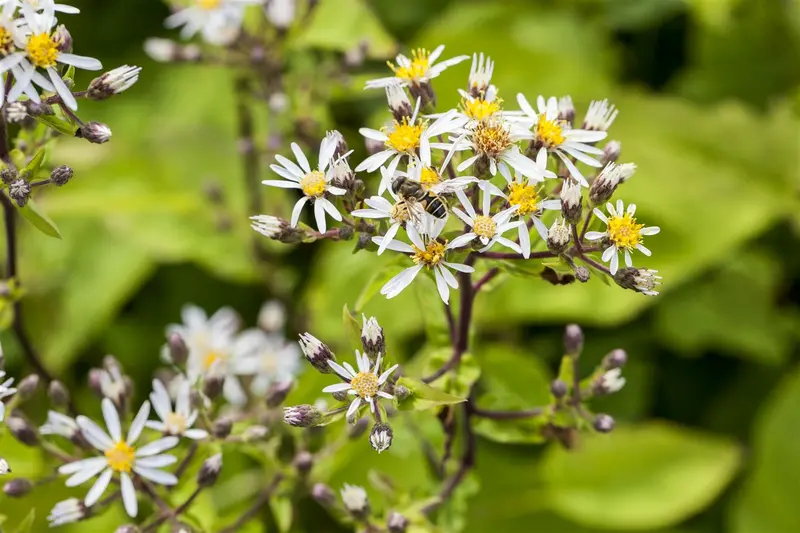 aster divaricatus P9 - afbeelding 1