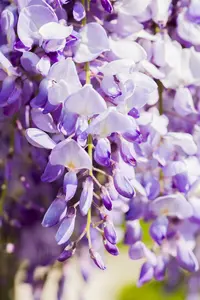 wisteria fl. 'domino' ( 'issai') (80-100 cm)