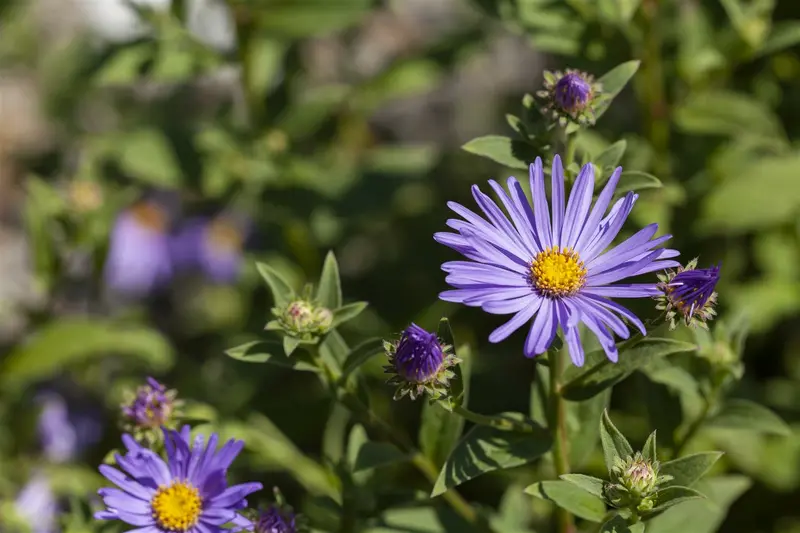 Aster amellus 'Dr Otto Petschek' P9