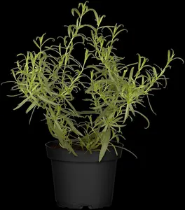 artemisia dracunculus P9 - afbeelding 1