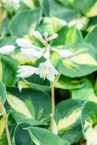 hosta hybr. 'dream queen' - afbeelding 1