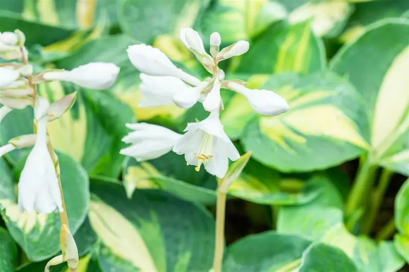 hosta hybr. 'dream queen' - afbeelding 2