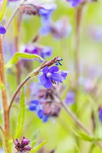 anchusa az. 'dropmore' P9 - afbeelding 4