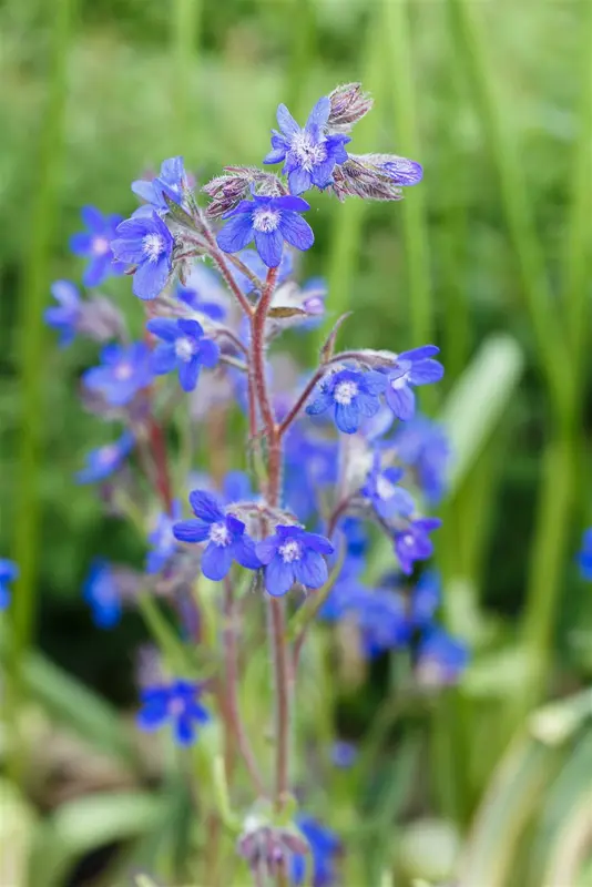 anchusa az. 'dropmore' P9 - afbeelding 1