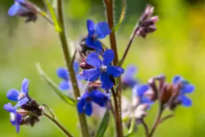 anchusa az. 'dropmore' P9 - afbeelding 2