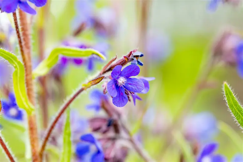 anchusa az. 'dropmore' P9 - afbeelding 3