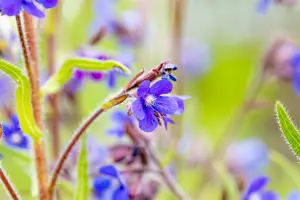 anchusa az. 'dropmore' P9 - afbeelding 3