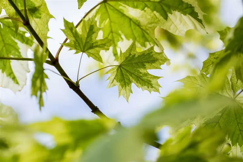 acer plat. 'drummondii' 6/ 8 - afbeelding 3