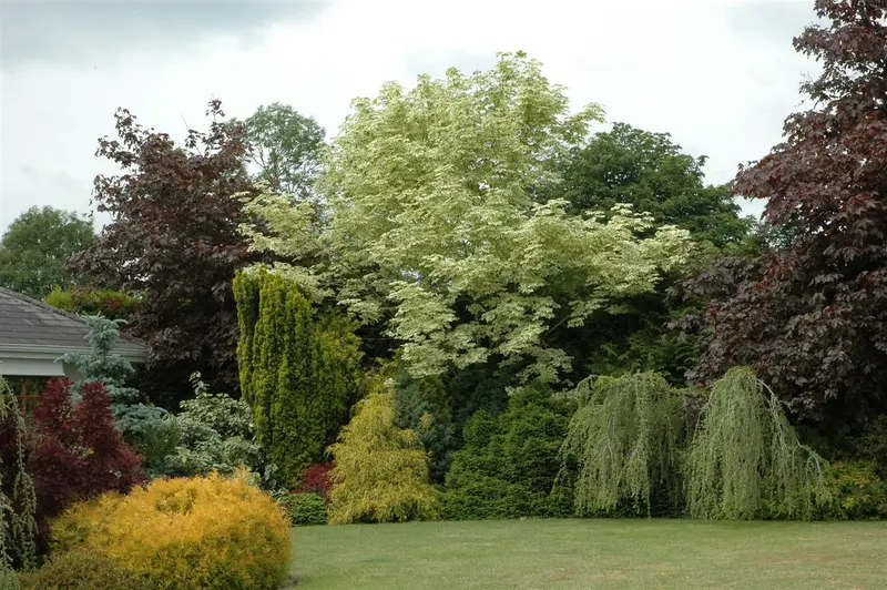 acer plat. 'drummondii' 6/ 8 - afbeelding 1