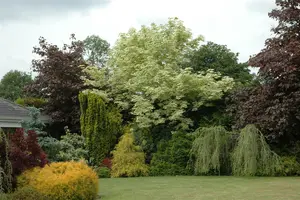 acer plat. 'drummondii' 8/10 - afbeelding 1