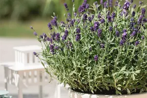 lavandula ang. 'dwarf blue' P11 - afbeelding 1