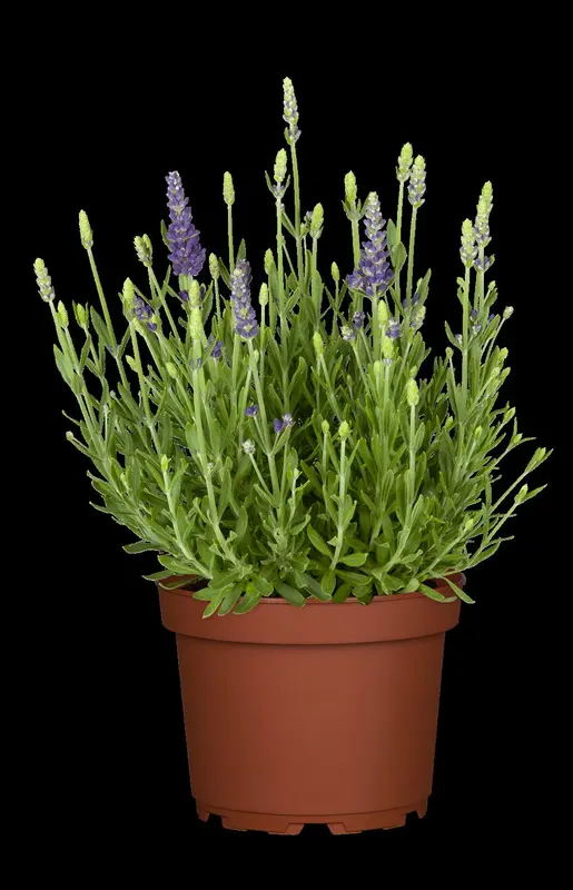 lavandula ang. 'dwarf blue' P11 - afbeelding 2