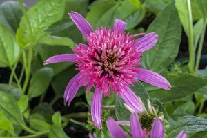 echinacea purp. 'pink double delight' p17