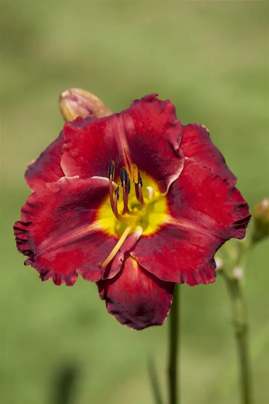 hemerocallis hybr. 'ed murray' P9