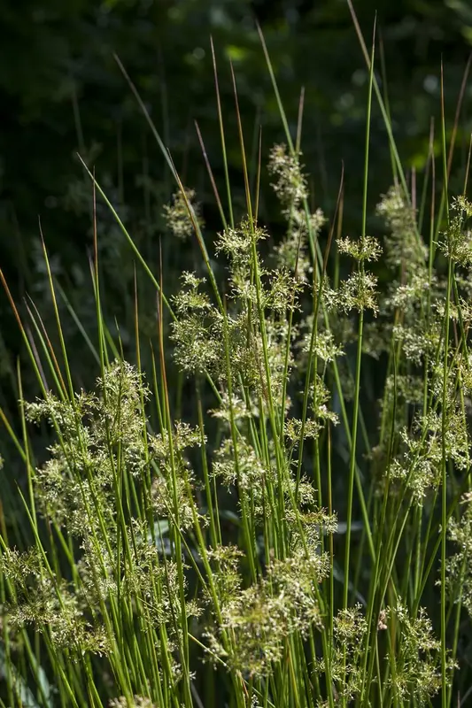 juncus effusus P11 - afbeelding 2