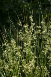 juncus effusus P9 - afbeelding 2