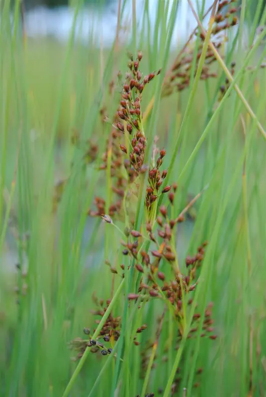 juncus effusus P11 - afbeelding 1