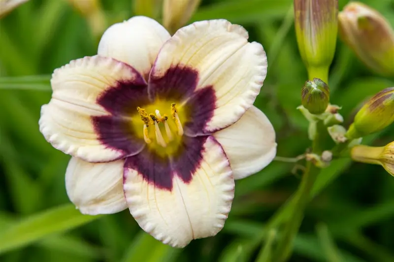 hemerocallis hybr. 'el desperado' P9