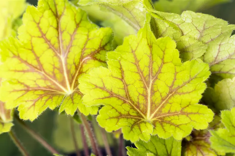 heuchera hybr. 'electra'® P9 - afbeelding 1