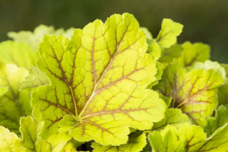 heuchera hybr. 'electra'® P9 - afbeelding 2