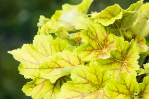 heuchera hybr. 'electra'® P9 - afbeelding 3