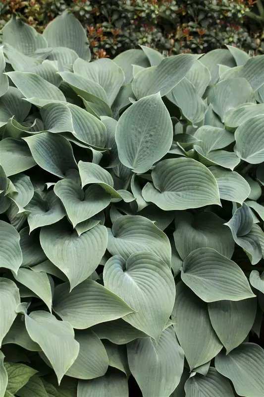 hosta sieb. 'elegans' P11 - afbeelding 1