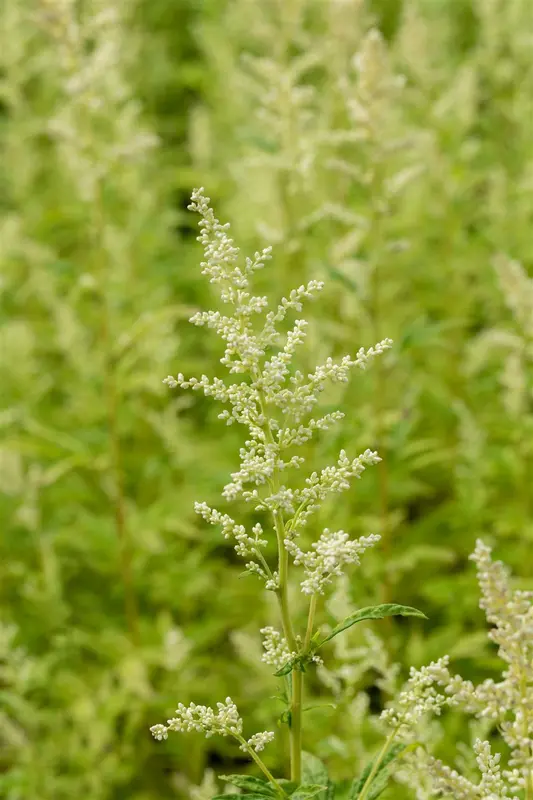 Artemisia lact. 'Elfenbein' P9 - afbeelding 2