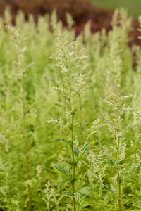 Artemisia lact. 'Elfenbein' P9 - afbeelding 3