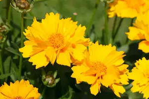 Elfin Gold coreopsis P9