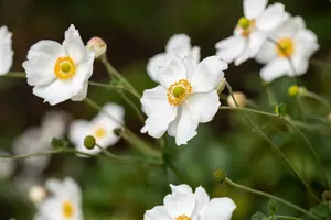 Anemone hybr. 'Elfin Swan'® P9