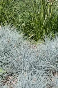 festuca glauca 'elijah blue' P9 - afbeelding 2