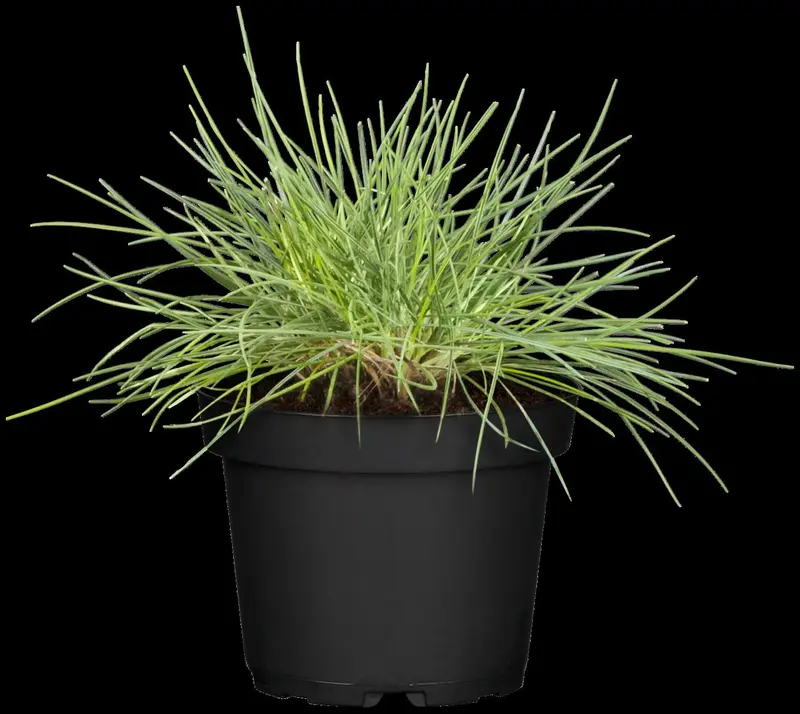 festuca glauca 'elijah blue' P9 - afbeelding 1